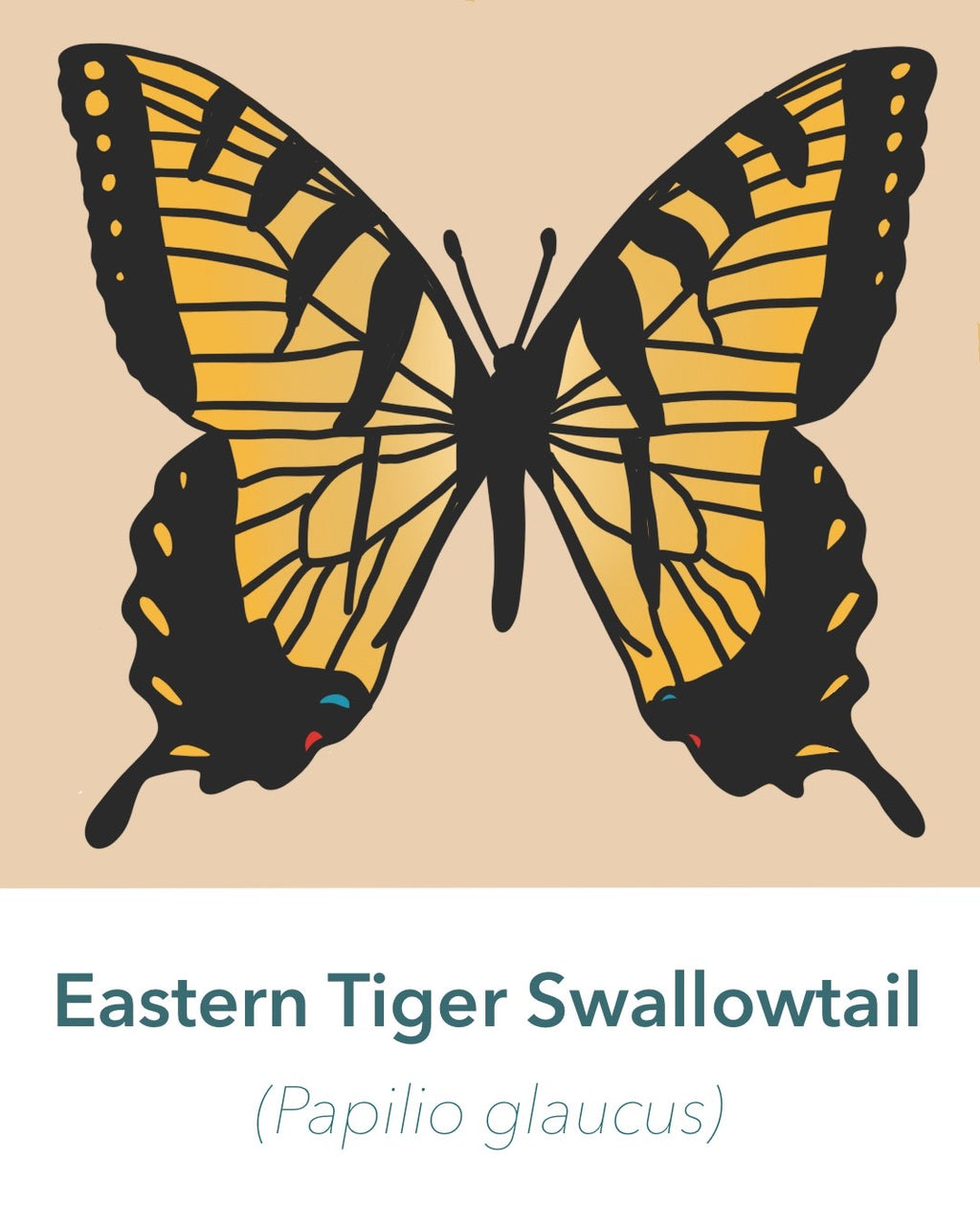 Seeing Swallowtails Sticker