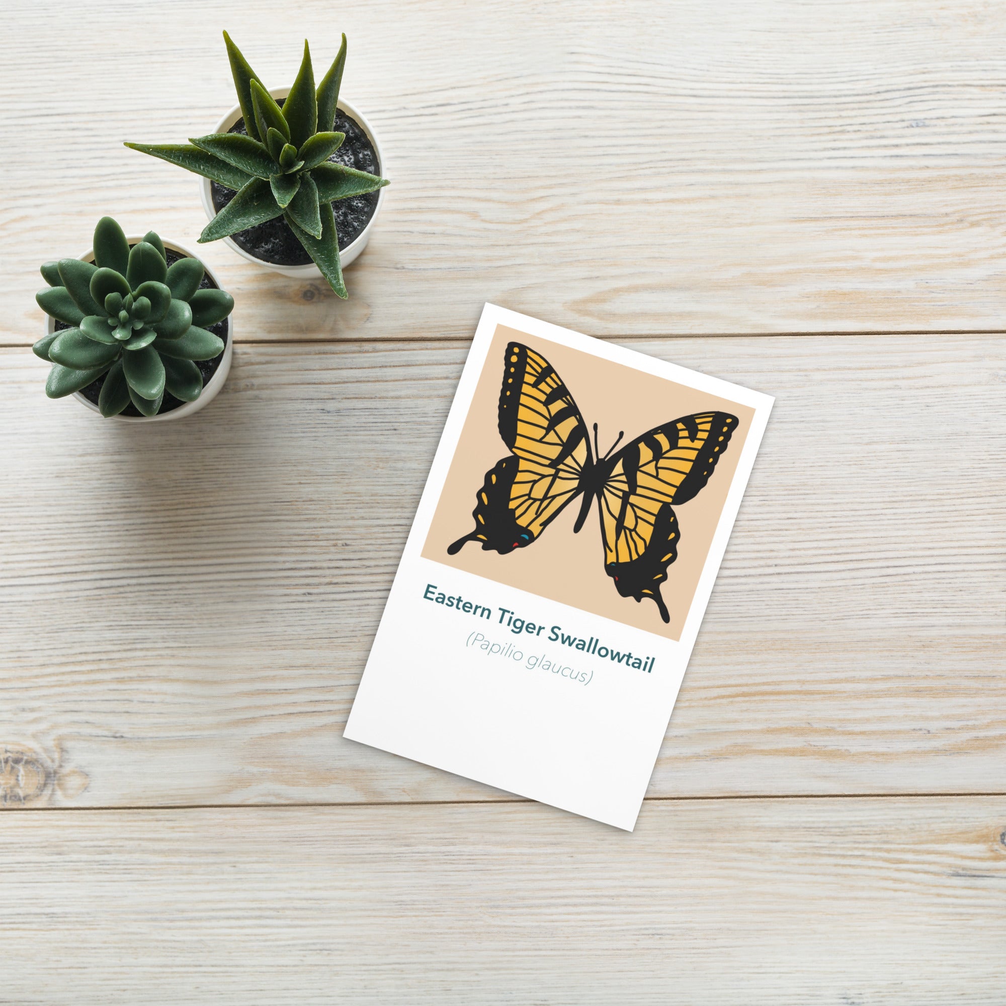 Butterfly postcard of an Eastern Tiger Swallowtail with its common name and latin name Paplio glaucus underneath.